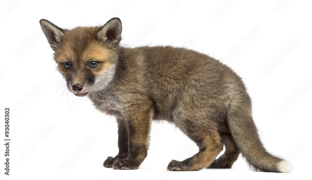 Fox cub (7 weeks old) in front of a white background Fox cub (7 weeks old) in front of a white background