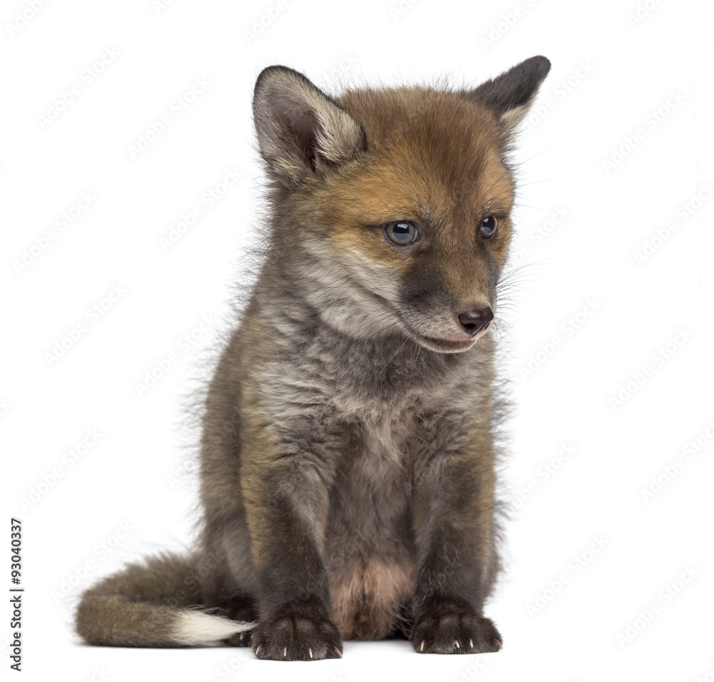 Fox cub (7 weeks old) sitting in front of a white background