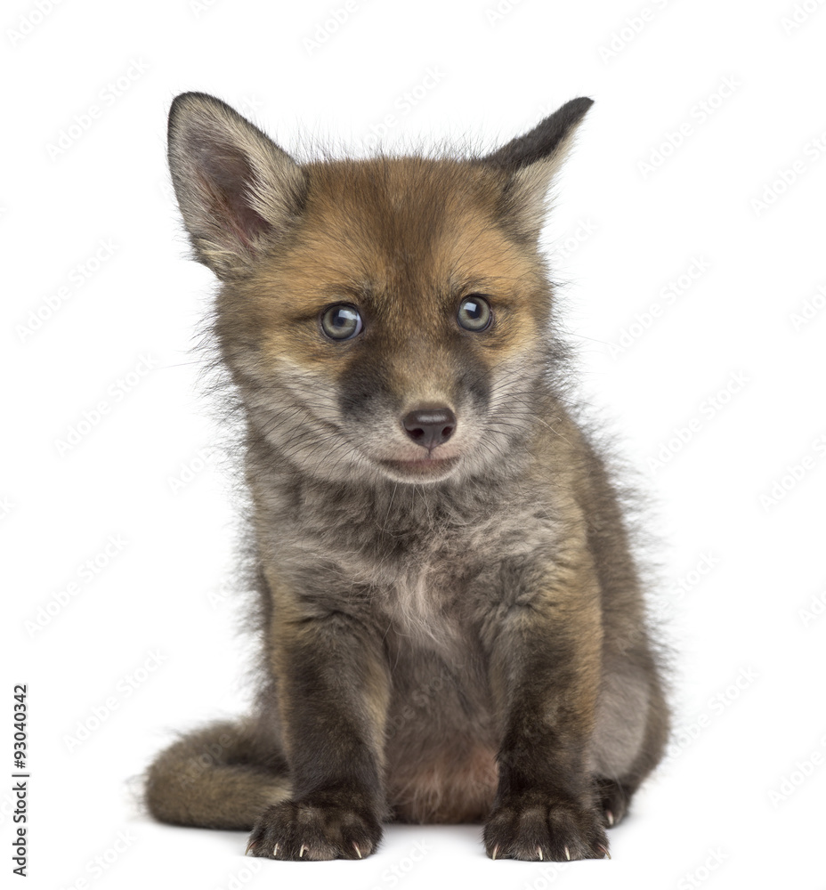 Fox cub (7 weeks old) sitting in front of a white background