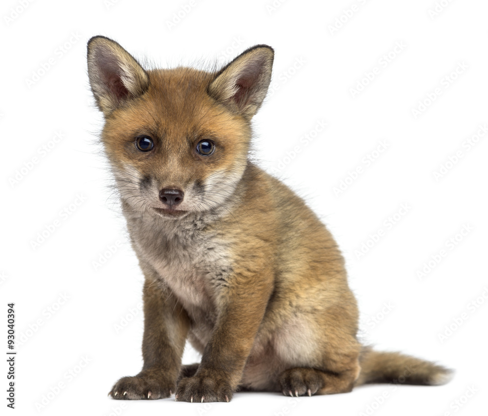 Fox cub (7 weeks old) sitting in front of a white background Fox cub (7 weeks old) sitting in front of a white background