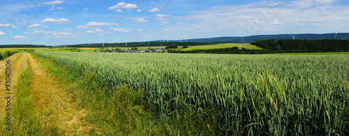 Weizenfeld mit Kornblumen