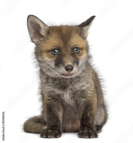Fototapeta Naklejka Na Ścianę i Meble -  Fox cub (7 weeks old) sitting in front of a white background