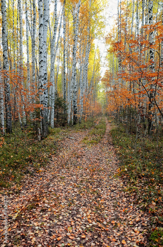 colorful autumn birch forest