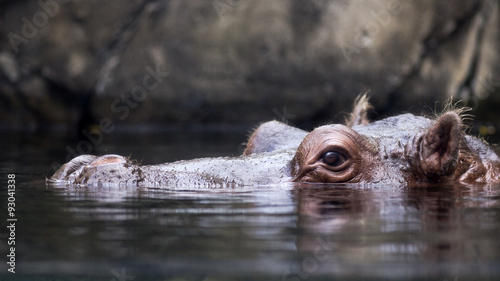 swimming hippo at water level