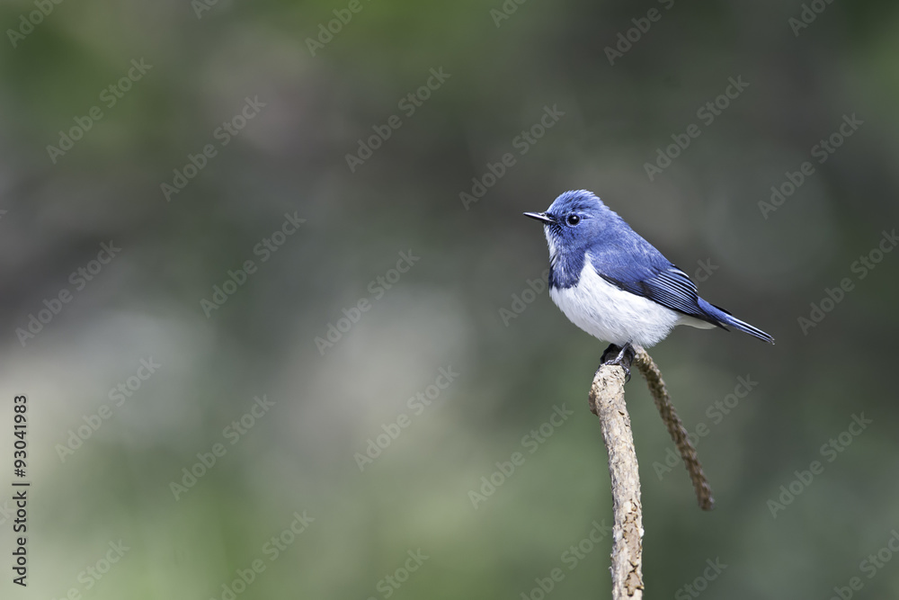 Ultramarine Flycatcher catch stick in nature