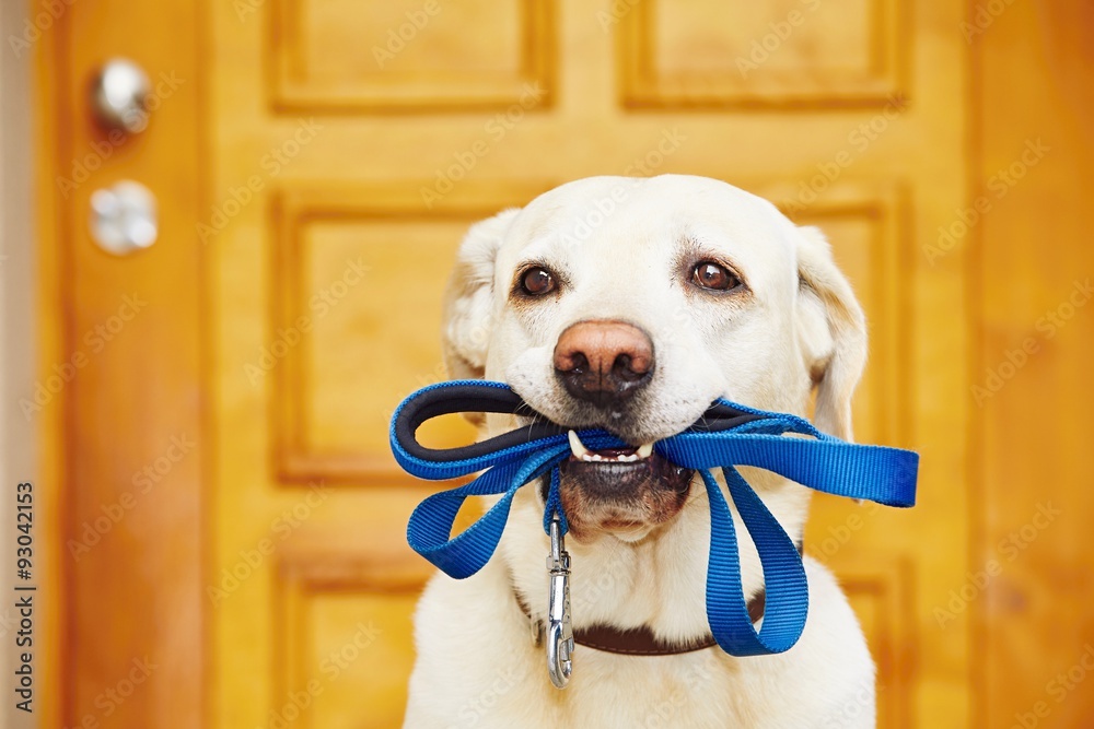 Fototapeta Dog with leash