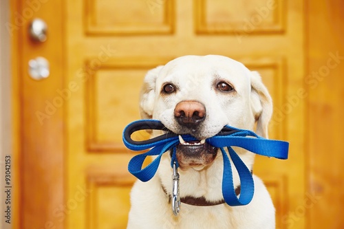 Fototapeta Naklejka Na Ścianę i Meble -  Dog with leash