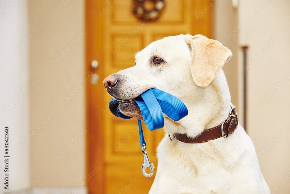 Fototapeta Dog with leash