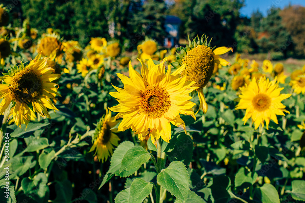 Obraz premium Sunflowers 