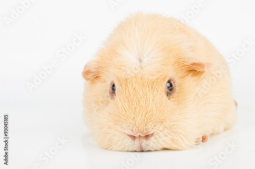 Guinea Pig. Stock image macro.