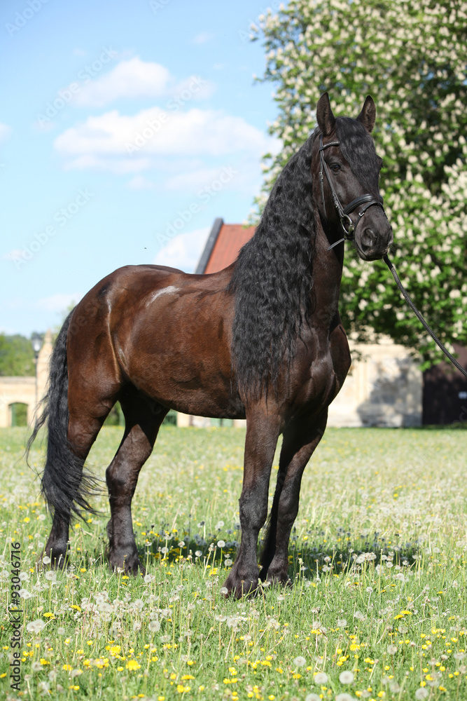 Friesian horse standing on the grass Friesian horse standing on the grass