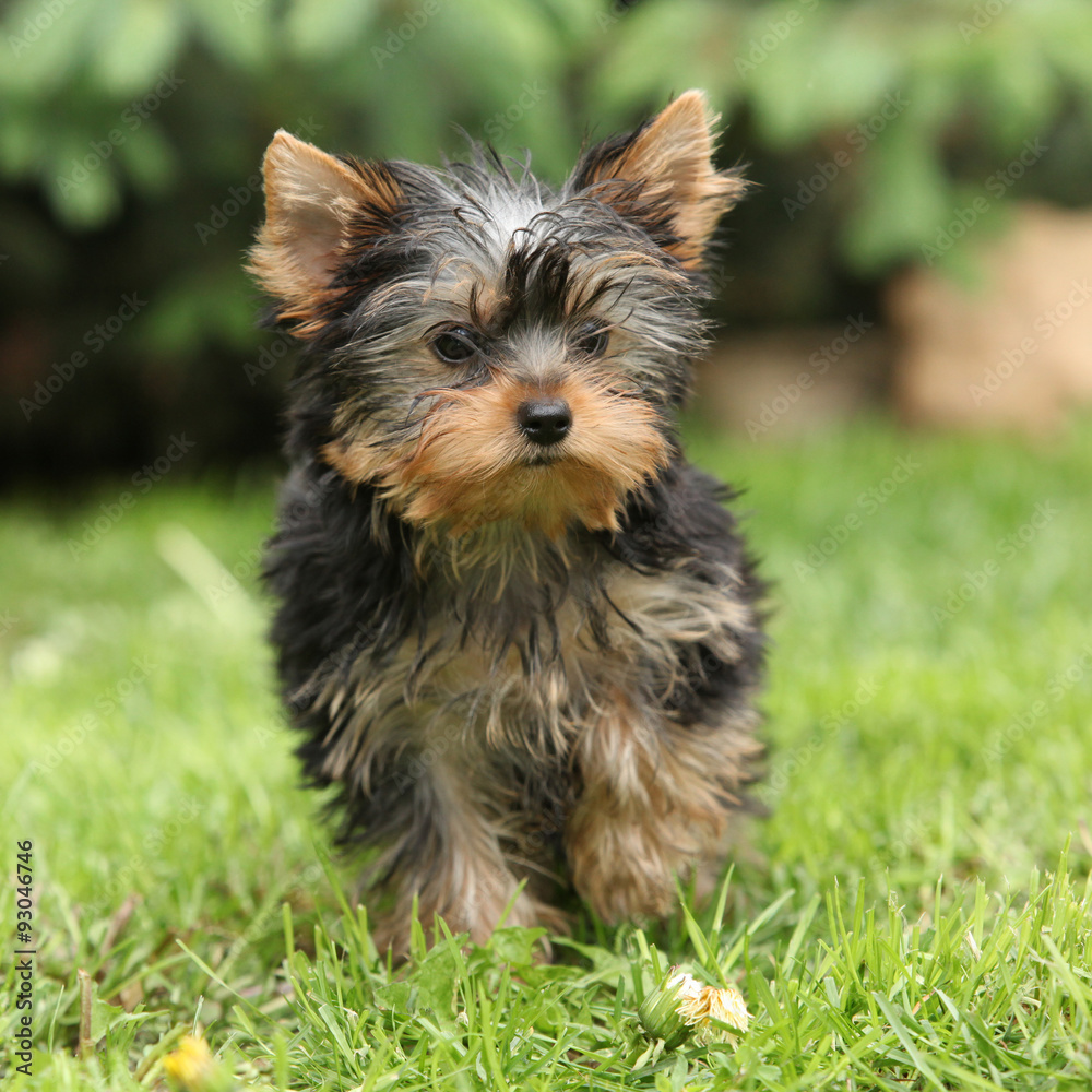 Gorgeous puppy of Yorkshire terrier in the garden Gorgeous puppy of Yorkshire terrier in the garden