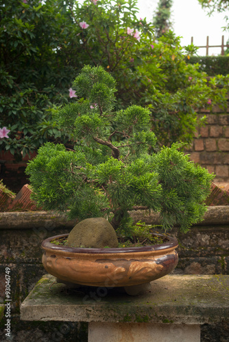 Juniper Bonsai in Tradition Pottery