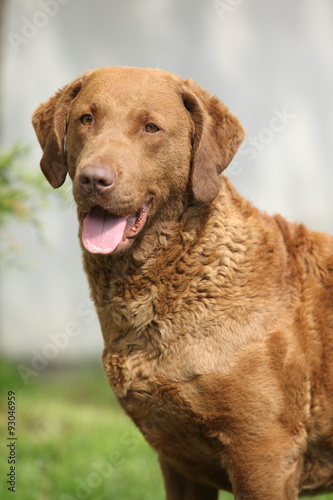 Fototapeta Naklejka Na Ścianę i Meble -  Bautiful Chesapeake bay retriever looking at you