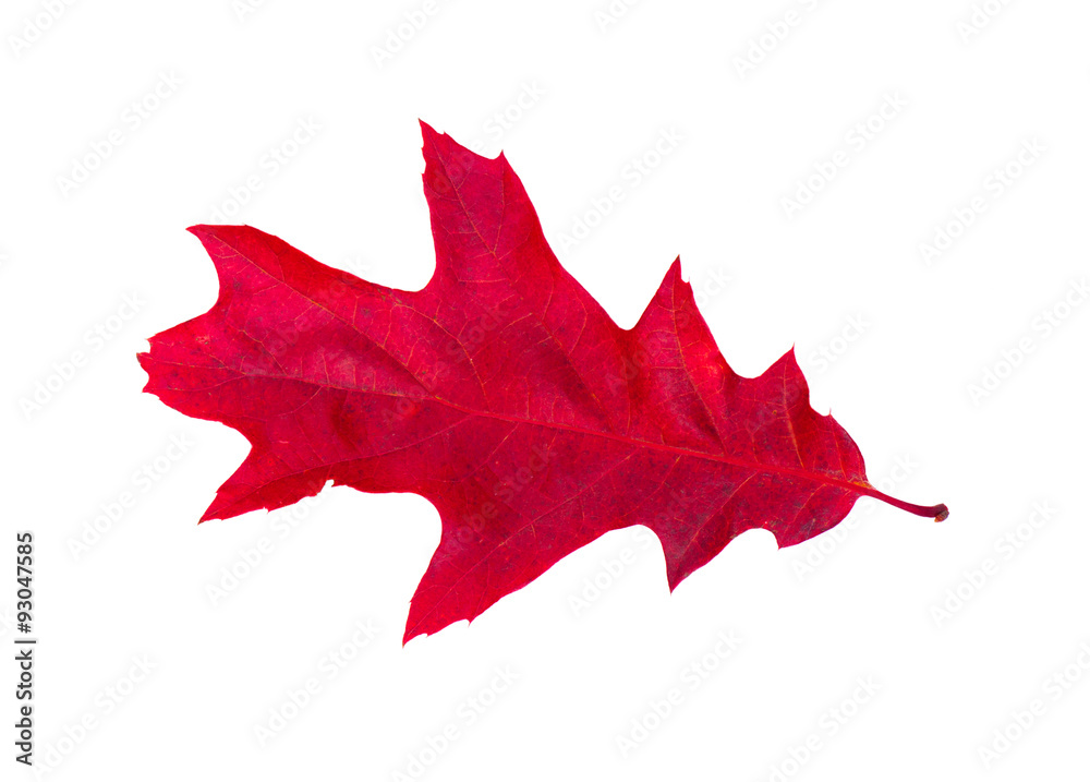 Fototapeta premium Close-up of autumn leaf on white