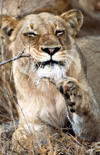 Leone - lion  Panthera leo  Kruger National Park in Sud Africa  