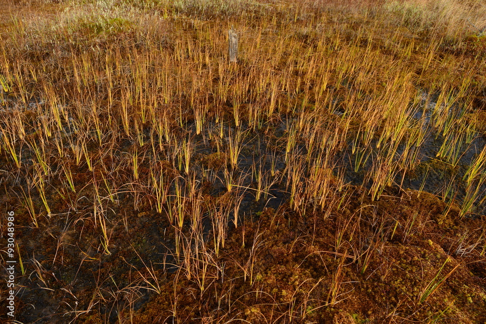 Flooded swamp forest fall bright yellow red Flooded swamp forest fall bright yellow red