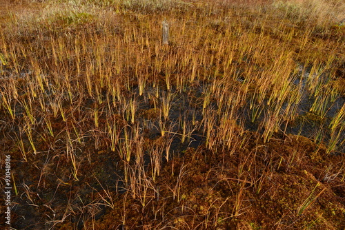 Flooded swamp forest fall bright yellow red photo