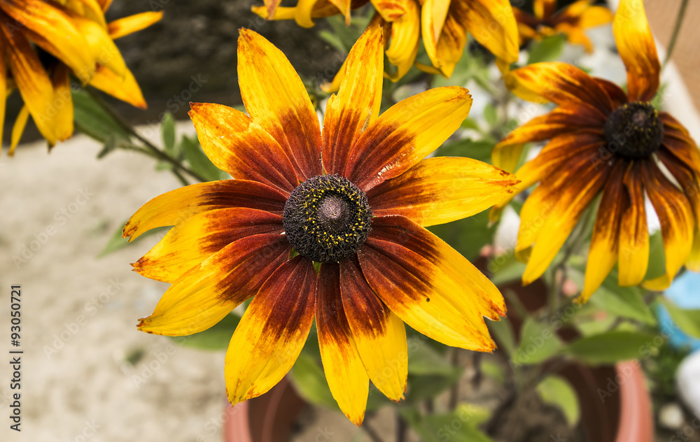 Black-Eyed-Susan flower or Rudbeckia hirta flower at Nishant Bag Black-Eyed-Susan flower or Rudbeckia hirta flower at Nishant Bag