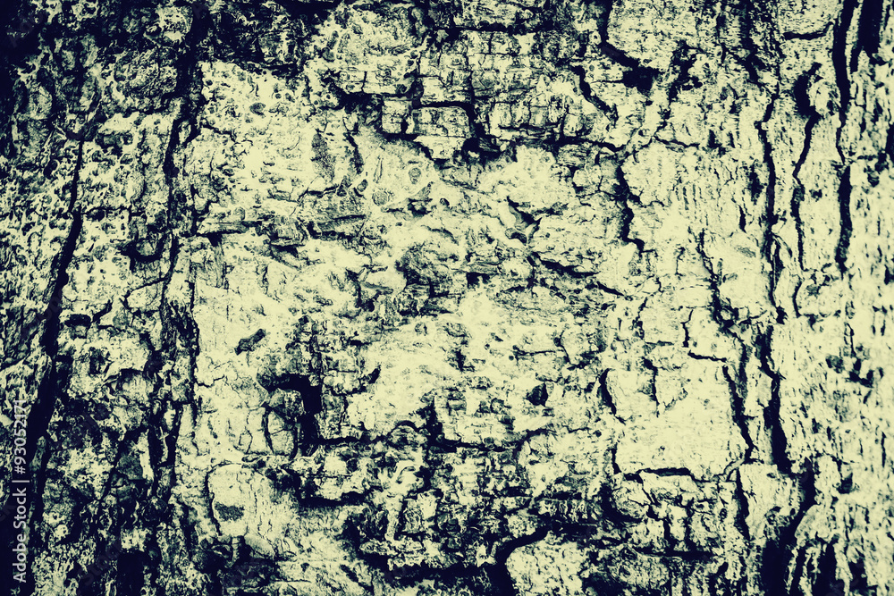 Abstract Black and White tree bark texture