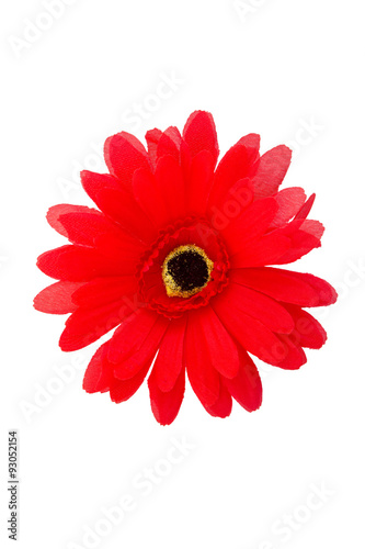 Red daisy flower isolated on white background