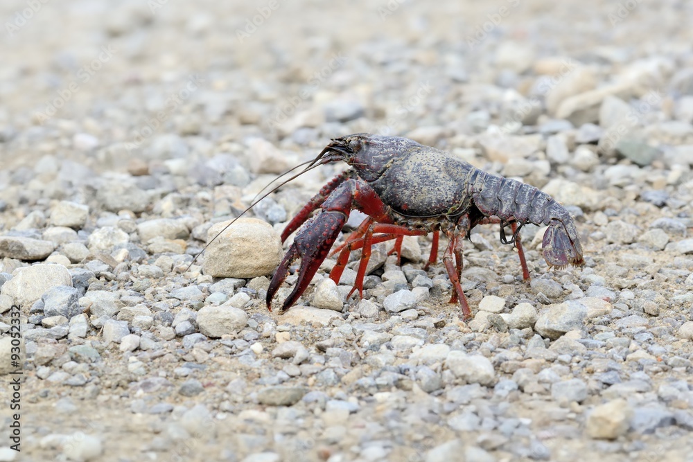 procambarus clarkii mentre attraversa una strada procambarus clarkii mentre attraversa una strada