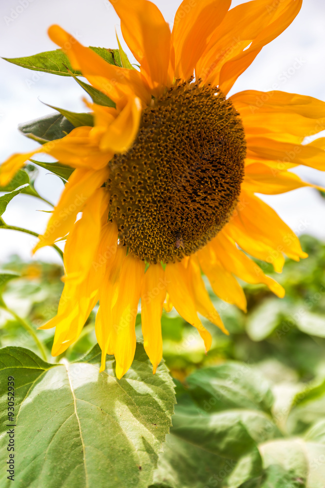 Naklejka premium blooming of sunflower