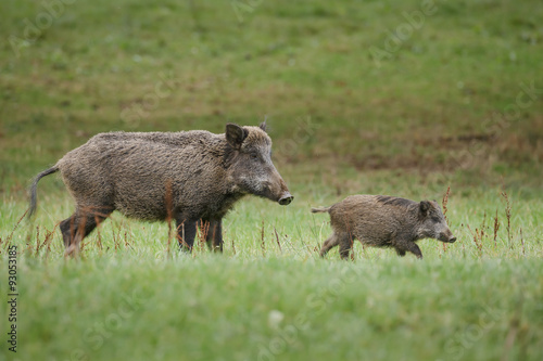 Wildboar sow with young
