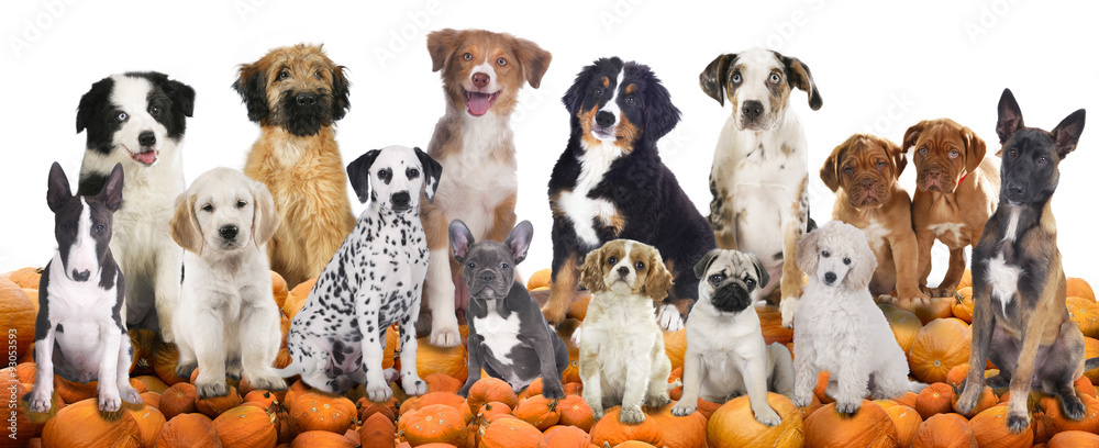 Big group of dogs sitting on pumpkins Big group of dogs sitting on pumpkins