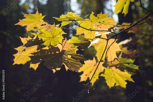 leaves in autumn forest photo