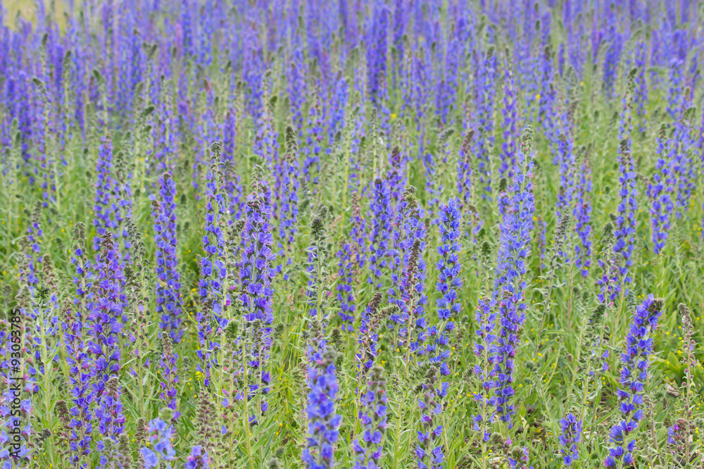 Viper's Bugloss or Blueweed (Echium vulgare) field Viper's Bugloss or Blueweed (Echium vulgare) field