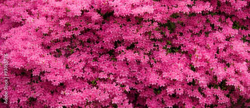 Panorama of Pink Azaleas in Bloom photo