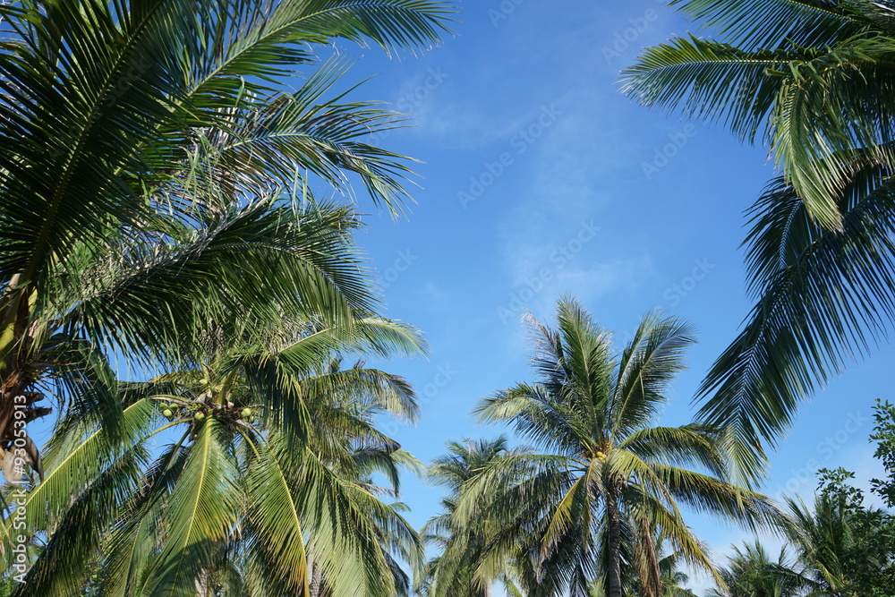Obraz premium Coconut Tree