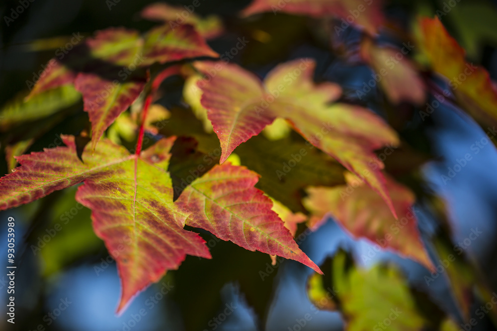 Fall colours starting to show on trees in Ontario. Fall colours starting to show on trees in Ontario.