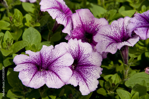 Petunias in Purple and White Color