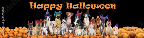 Photography Happy halloween dogs