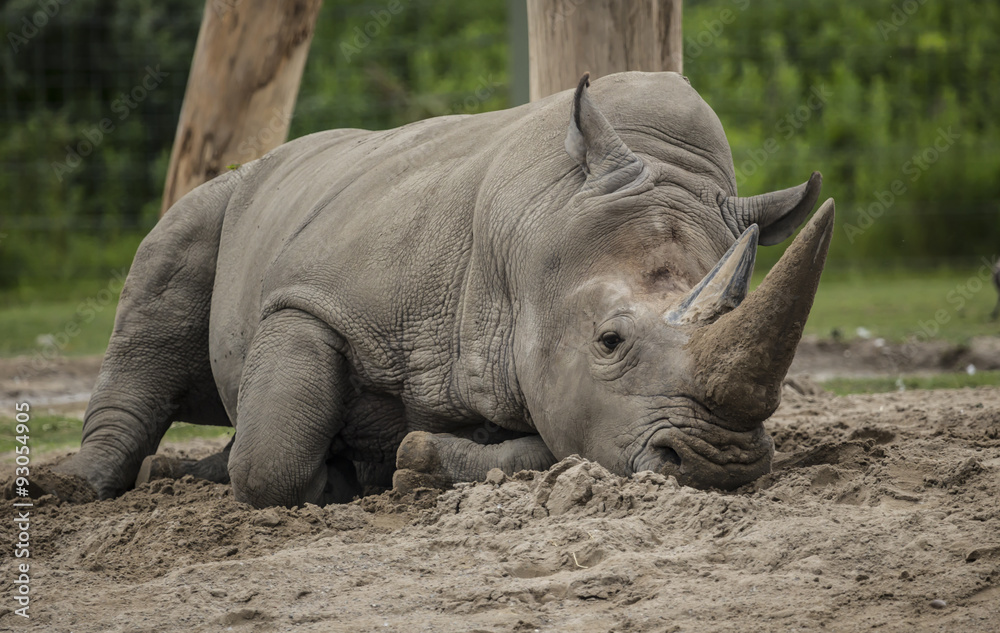 Fototapeta premium A White Rhinoceros at the local zoo, resting in the cool sand.