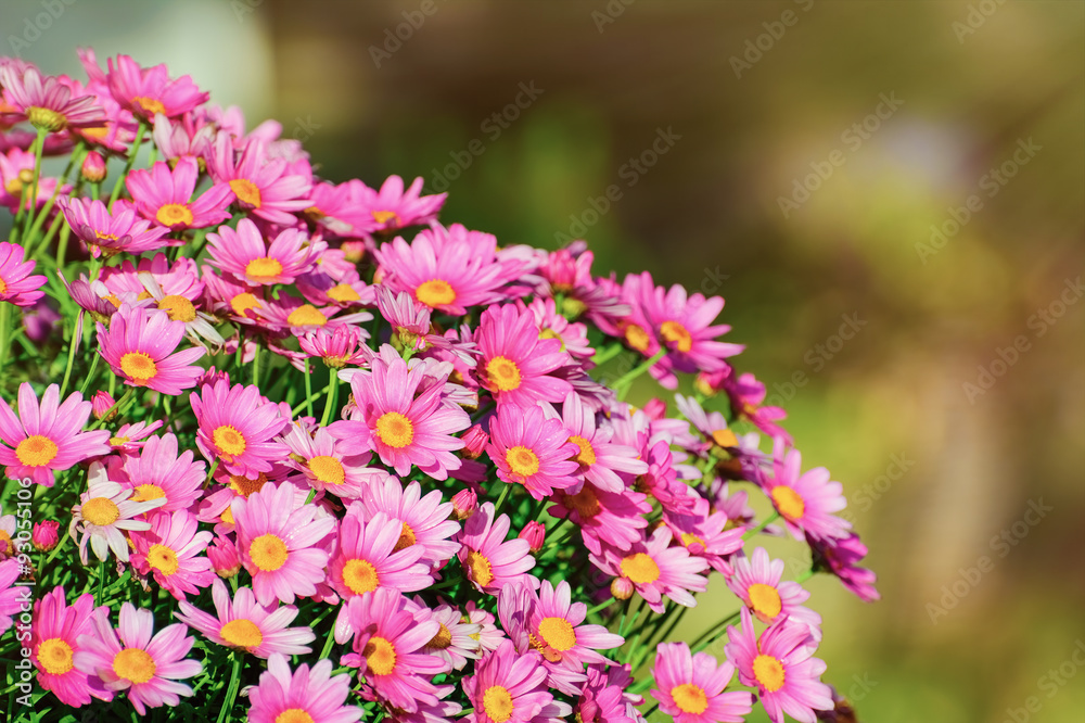 Obraz premium Сhrysanthemum