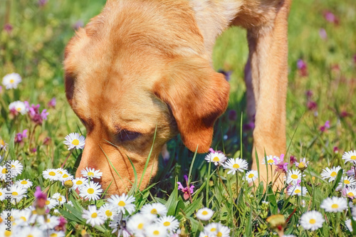 Sniffing Dog