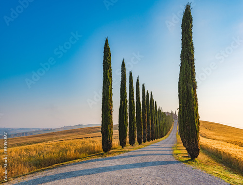 Neat rows and shadows of the cypresses  famous Tuscan trees