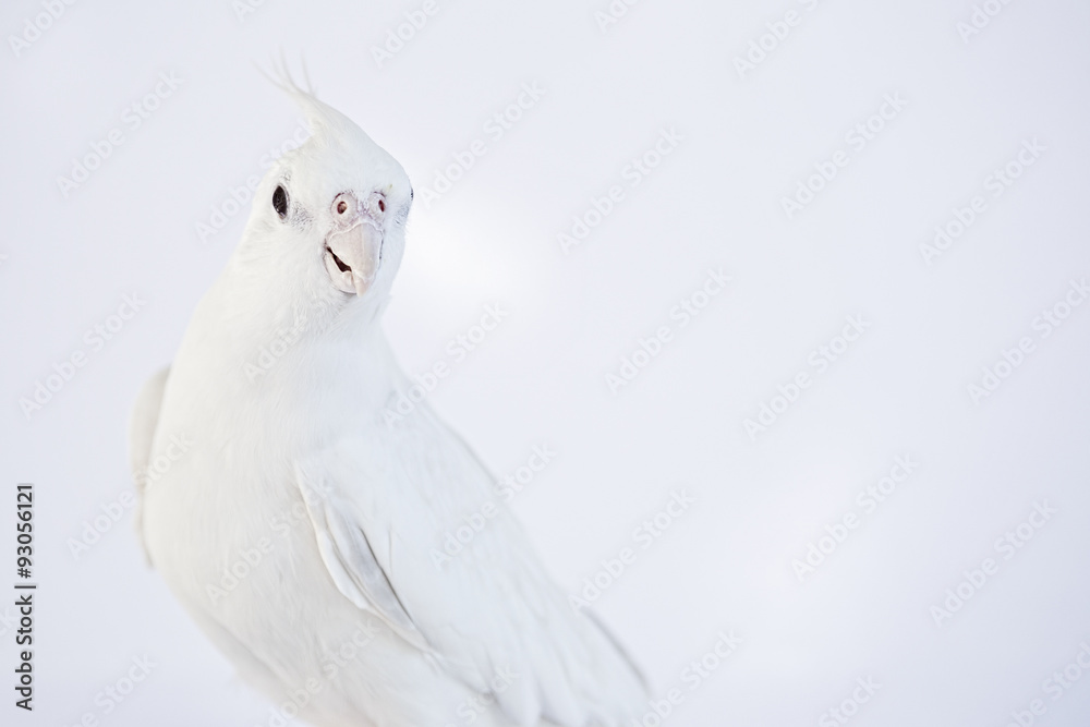 Pure white Cockatiel on white background, pet. Stock Photo | Adobe Stock
