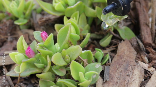 Drip watering system emitter is added to a flowering ice plant 