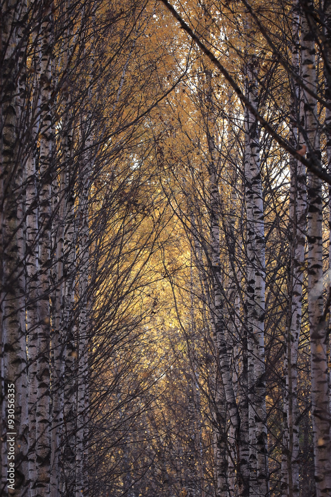 Obraz premium leaf fall in autumn park landscape