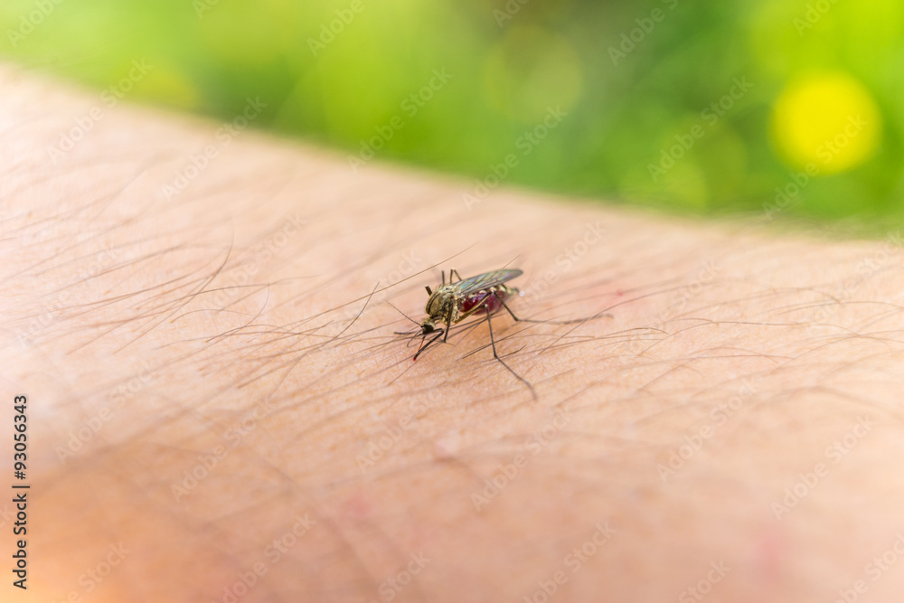 Biting mosquito Biting mosquito