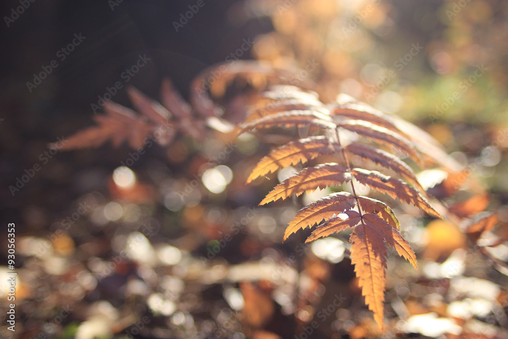 background texture of yellow leaves autumn leaf background