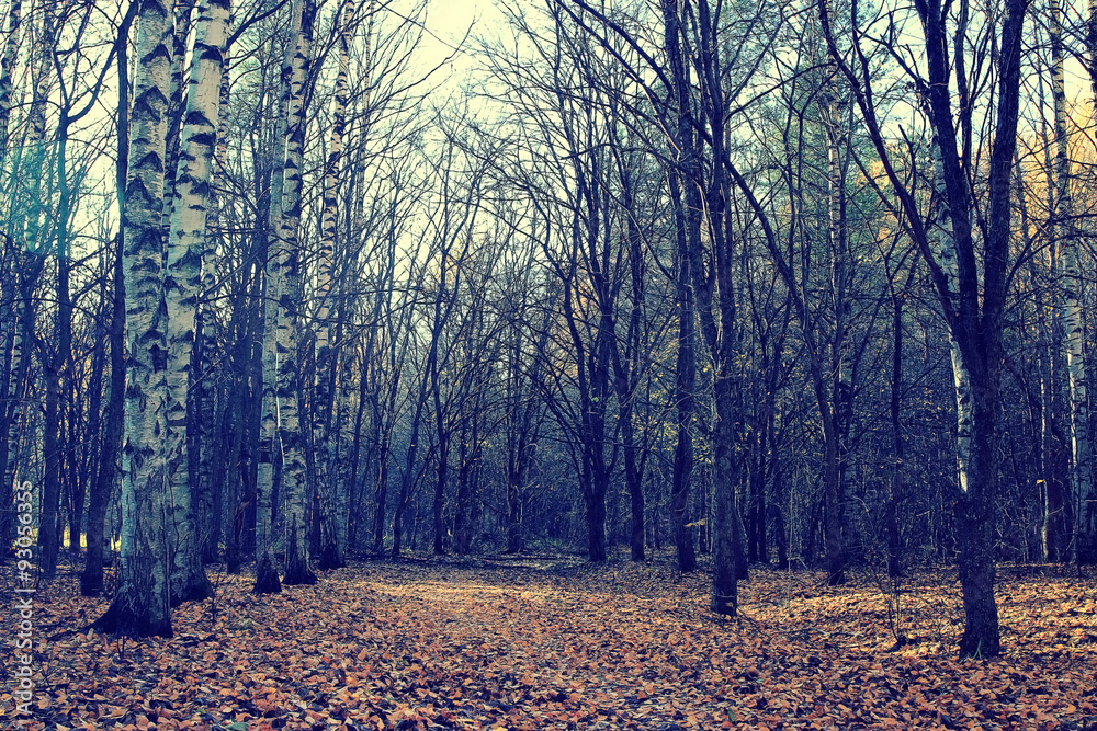 leaf fall in autumn park landscape leaf fall in autumn park landscape