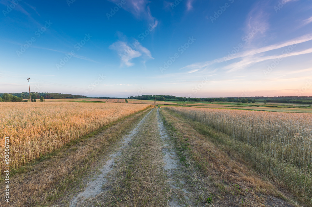 rural road between fields of wheat and oat in the evening