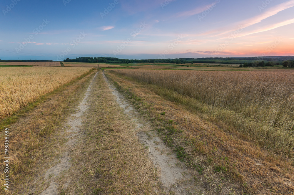rural road between fields of wheat and oat in the evening