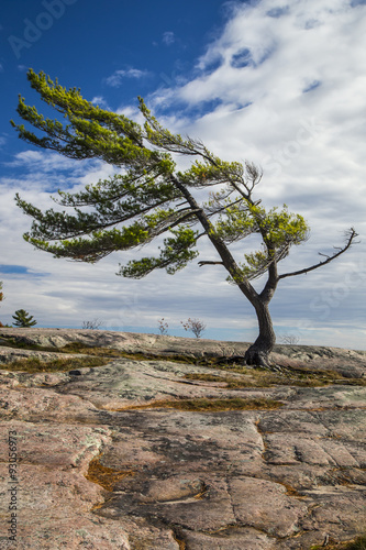 Wind Swept Tree on Georgian Bay, a Group Of Seven inspiration.