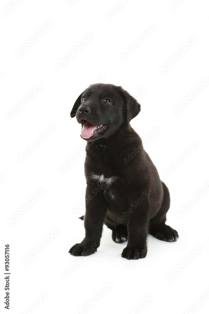Beautiful black labrador puppy sitting, isolated on a white